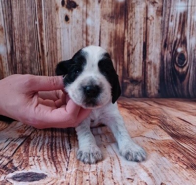 CHIOT MALE COLLIER BLEU