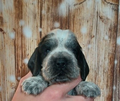 CHIOT FEMELLE COLLIER BLANC