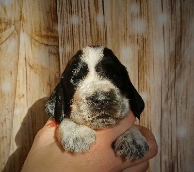 CHIOT FEMELLE COLLIER ROUGE