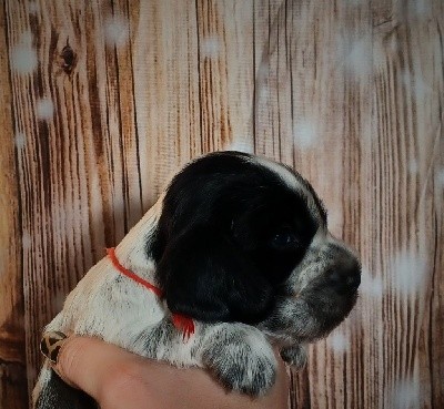 CHIOT FEMELLE COLLIER ROUGE