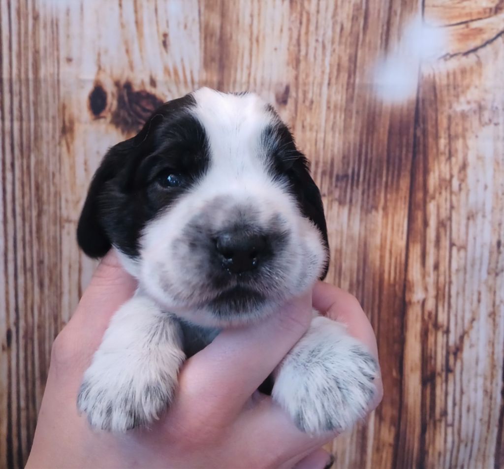 Pierre Kozak - Chiots disponibles - Cocker Spaniel Anglais